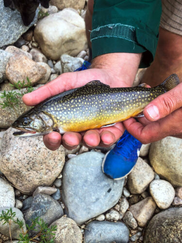 Feedback received  regarding Strategic Plan for Management of Trout Fisheries